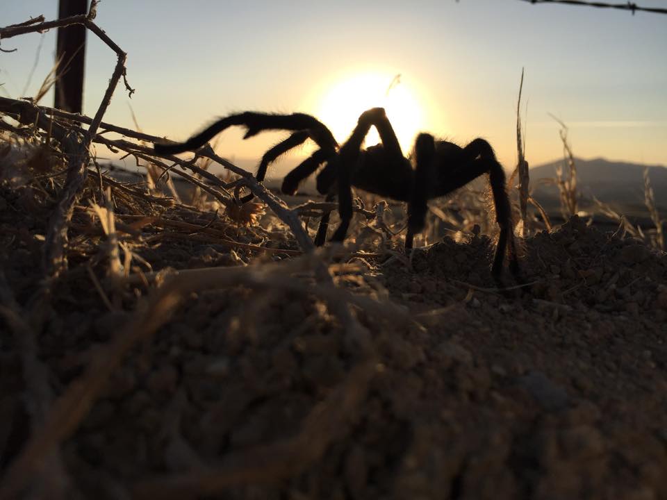 A Tarantula walking