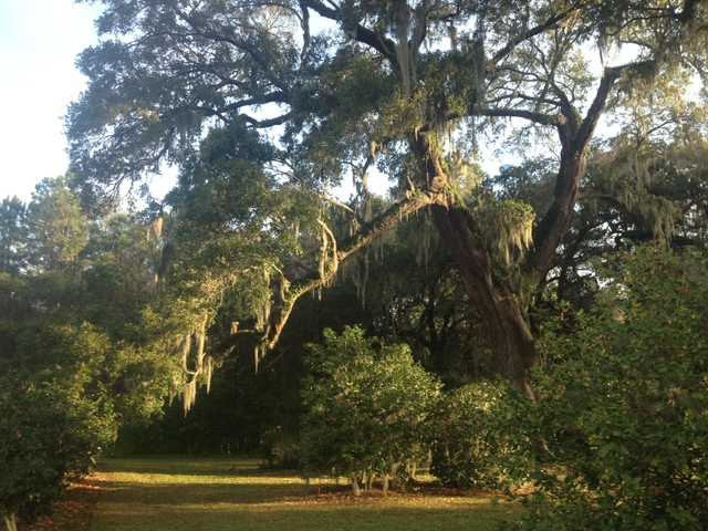 Live Oak