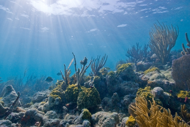 The coral reefs are located mostly on the Eastern side of the park.