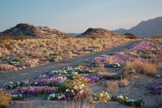 Spring wildflowers carpeting the desert floor