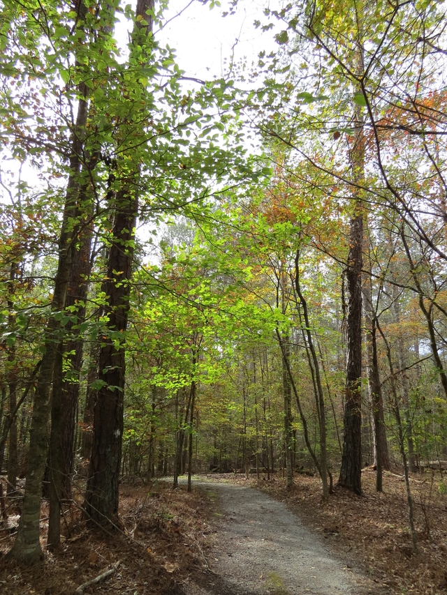 Sunlight shining through the tree canopy along the nature trail