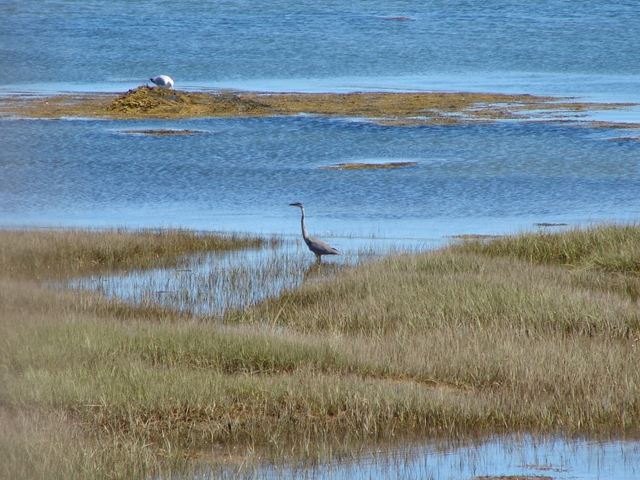 Great blue heron on the shore.