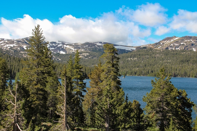 Pine trees partly obscure a distant mountain lake with snow-capped mountains.