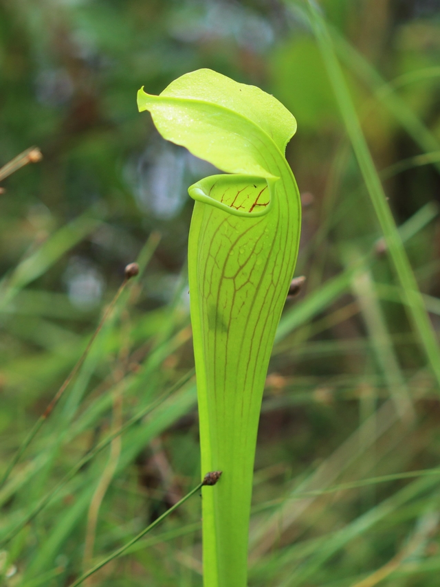 Close-up of a carnivorous pitcher plant with the shadow of an insect inside.