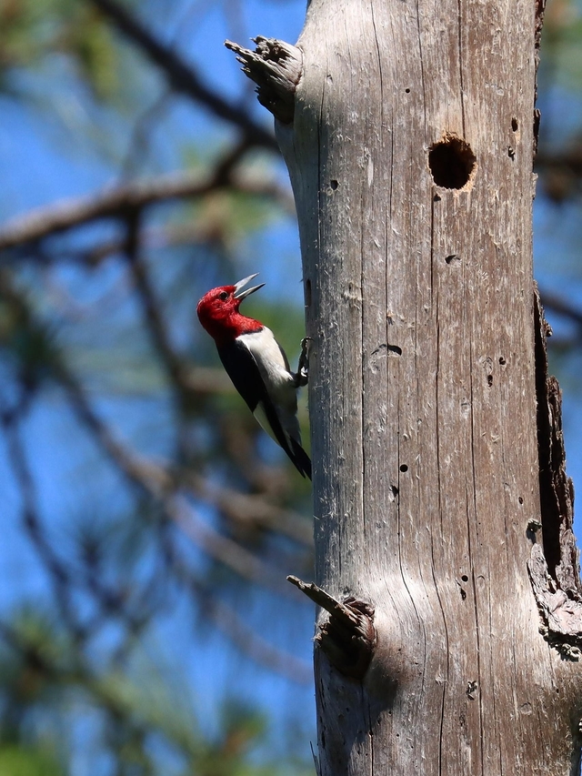 A woodpecker with bright red head clinging to a dead tree.