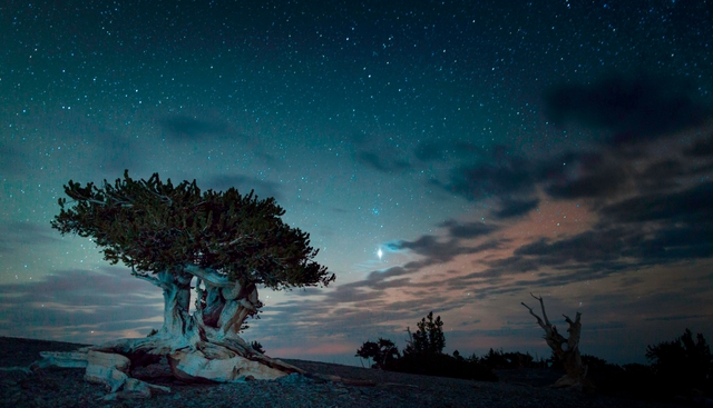 Bristlecone pine tree with a dark blue sky behind it with a bright Jupiter shining