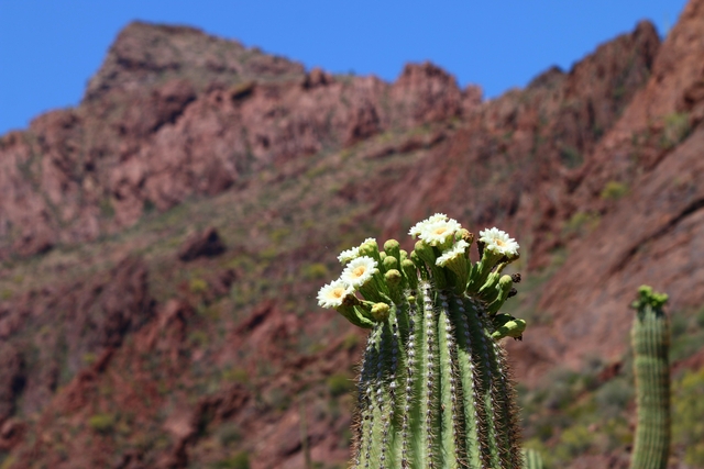 A saguaro cactus with white blooms, with reddish mountains in the background