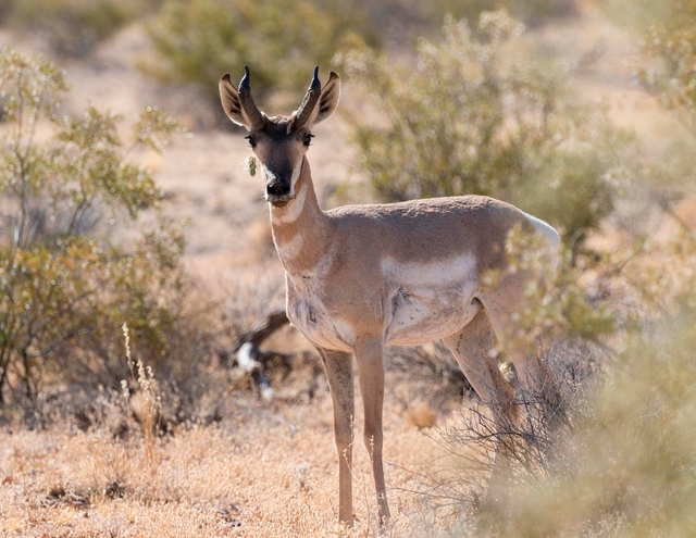 Sonoran pronghorn with cholla stuck to its face