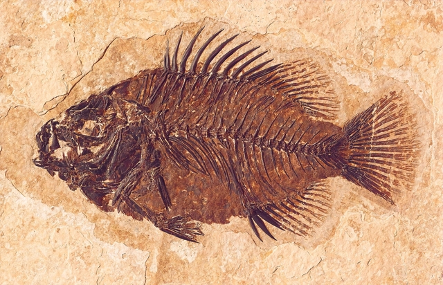A dark brown, football-shaped fossil fish with a fan-shaped tail and spines standing up on its back.