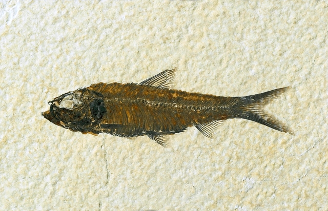 A dark brown, long, thin fossil fish with a forked tail
