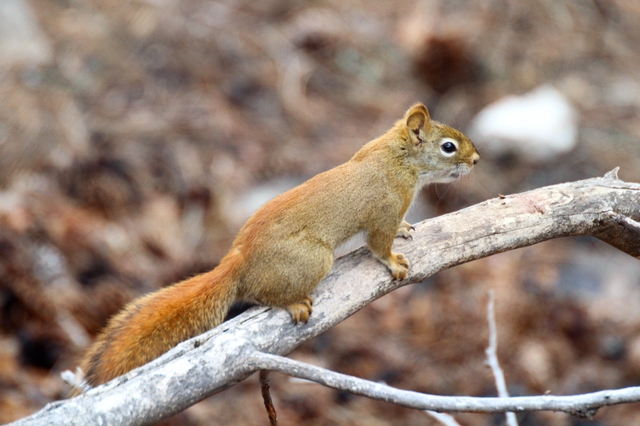 A small red squirrel stands on a dead pine branch.