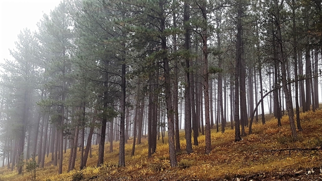 Fog filters through a stand of pine trees, with red and yellow foliage on the forest floor.