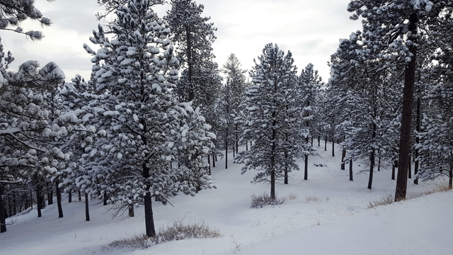 Snow covers the ground and flocks pine trees.