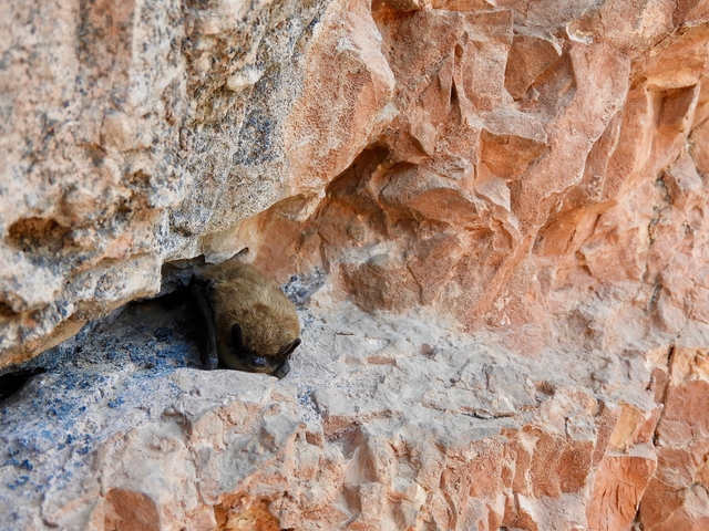 A small brown bat rests on a red-orange colored rock.