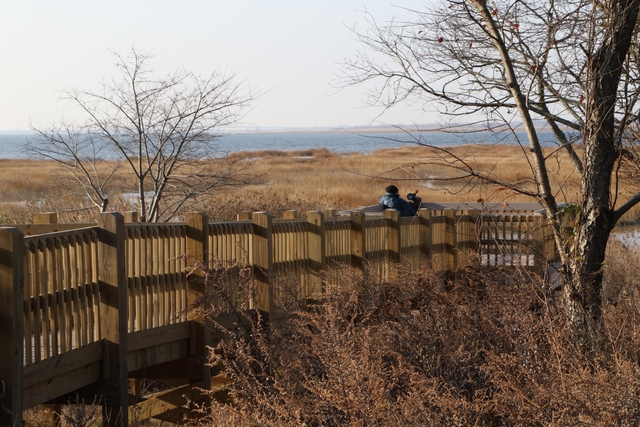 Marsh with walkway and trees in foreground.