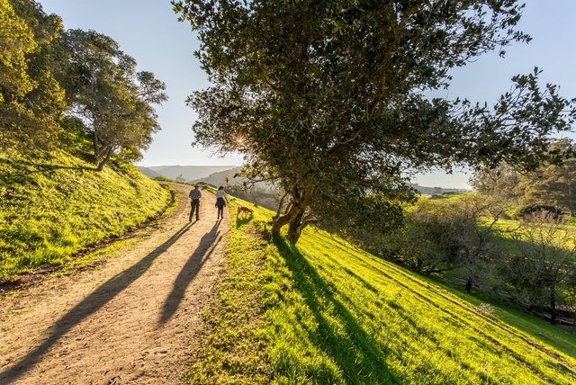 Two people and a dog walk down a dirt trail that cuts into a grassy hill with large trees