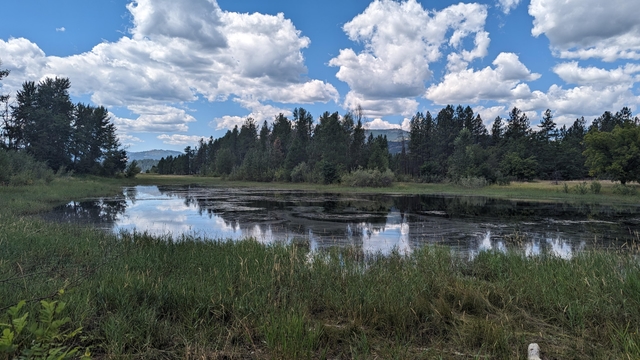 A pond surrounded by dark green plants reflects a cloudy sky and tall green pine trees.