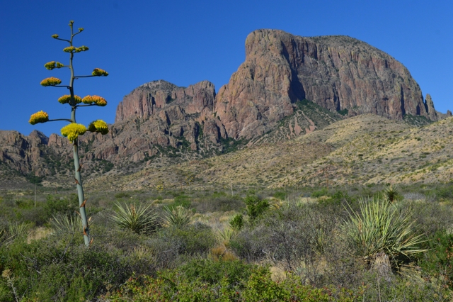 Century Plant Agave