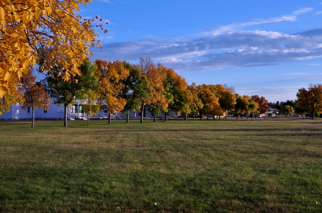 Ash and cottonwood trees show their fall colors next to an open grass field.