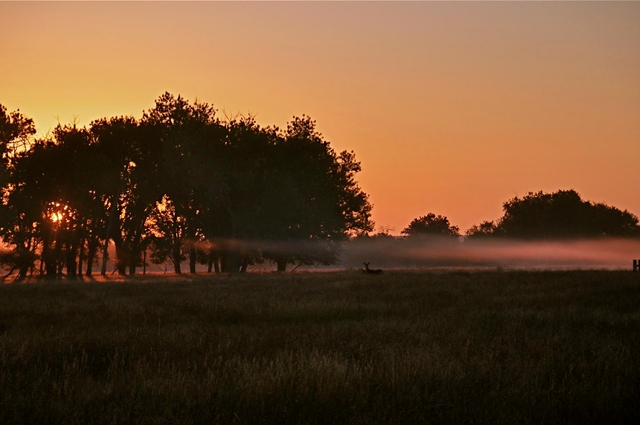 A deer looking up in morning fog near the shelter belt at the old Holtclaw Tract homestead.