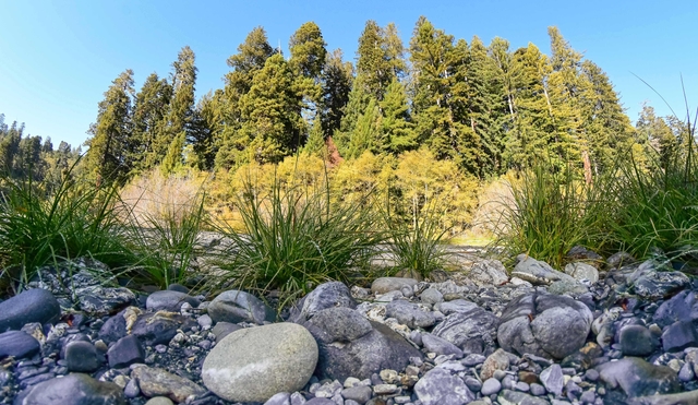 Gray cobbles on the foreground and 300foot redwoods behind.