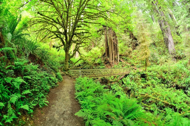 A trail and bridge crosses a tree-line gully.