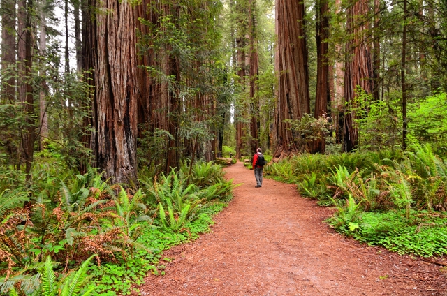 A visitor stands next to a forest of enormous red and brown colored trees.