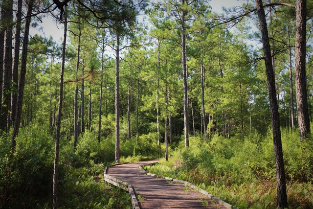 A wooden boardwalk meanders through a sunny forest of pines and ferns.