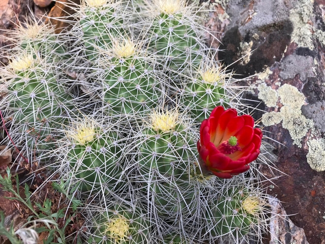 Hedgehog Cactus flower blooming along the Crystal Trail