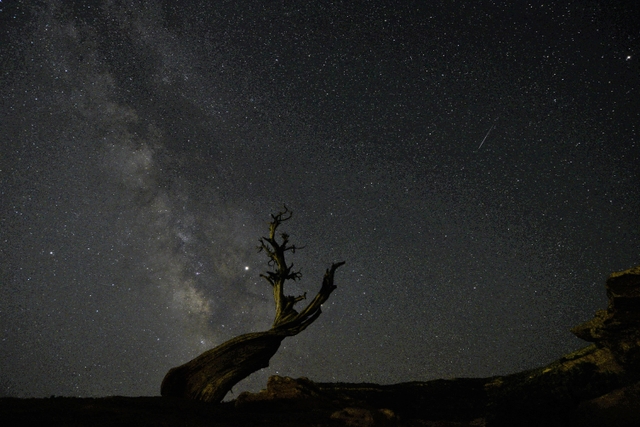 Silhouette of twisted juniper tree as starry clusters of Milky Way rise vertically in dark night sky