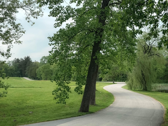 A winding road through green fields and shade trees.