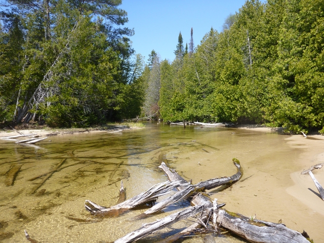 Shallow creek narrowing through the forest.