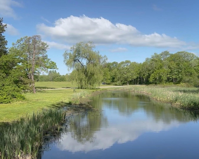 A pond with meadow in the background.