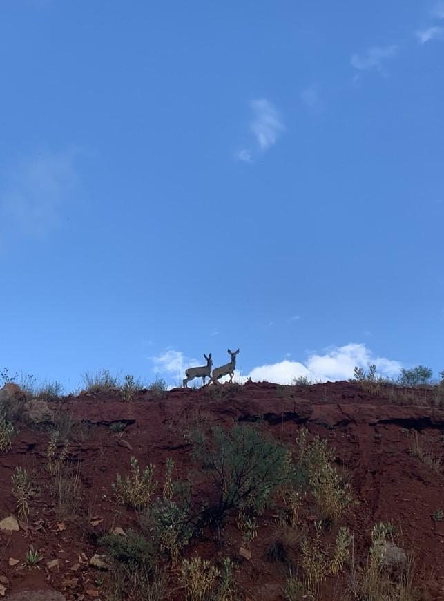 Twoi baby mule deer