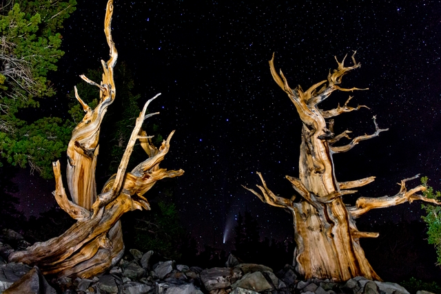 Ancient bristlecone with comet NEOWISE in the background