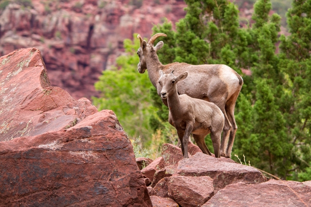 A bighorn sheep lamb stands in front of a bighorn ewe.