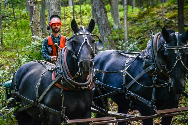 two horses plugging logging cart with logger wearing hard hat