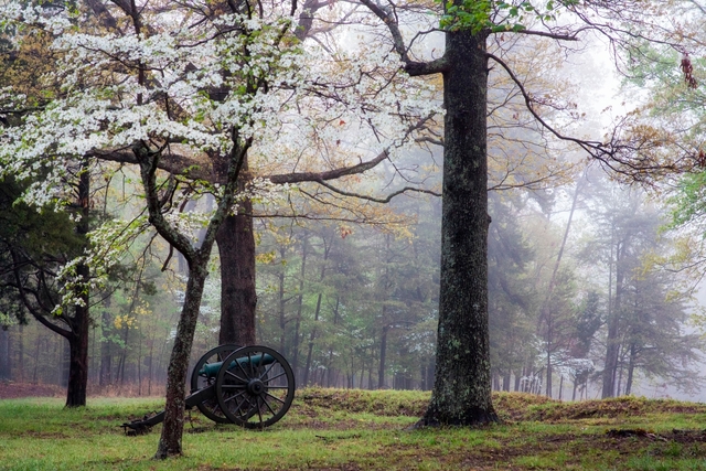 A cannon in a misty clearing surrounded by sparse trees.