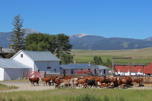 Herd of cattle moving from back right to front left in front of historic buildings