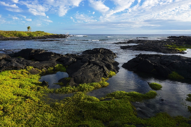 Green vegetation in tide pools on a rocky ocean coastline