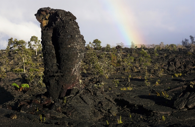 A lava tree in a black lava field with small living trees and a rainbow behind