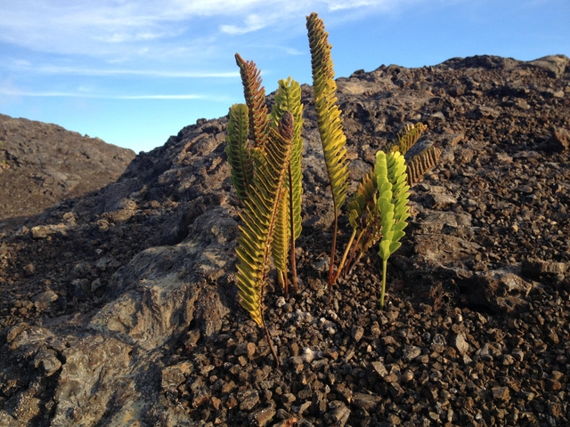 Ferns rising from a lava field