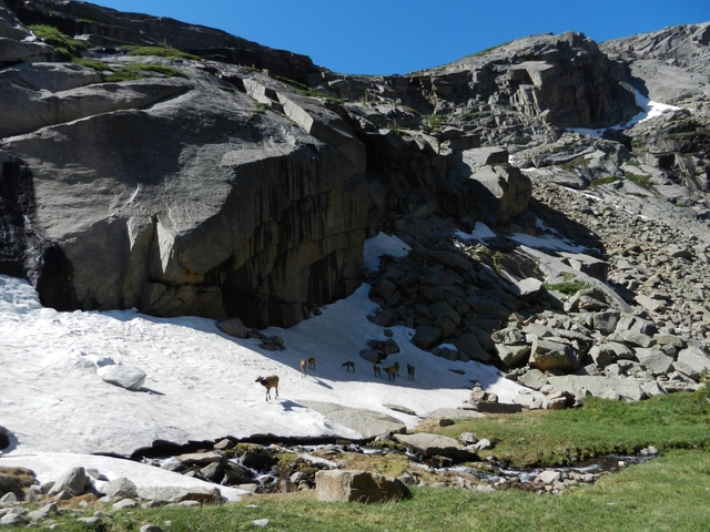 A small group of elk are standing on a snowfield in an alpine tundra area near Black Lake