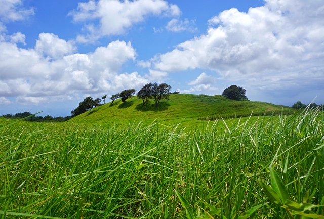 Grassy hill dotted with trees underneath a blue sky with white clouds