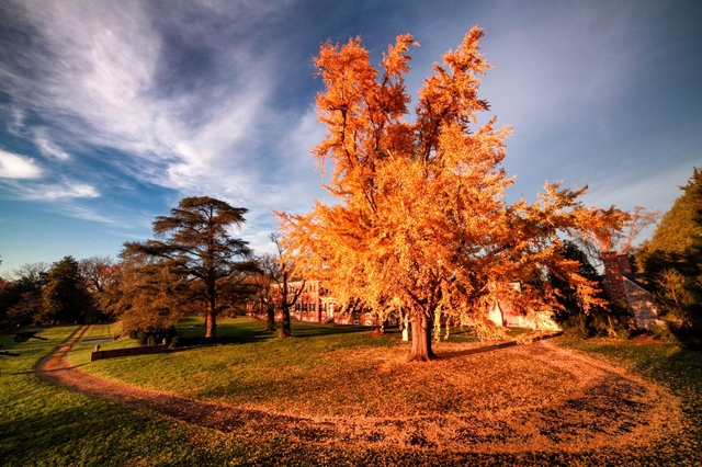 Trees with fall colors in front of large brick manor house