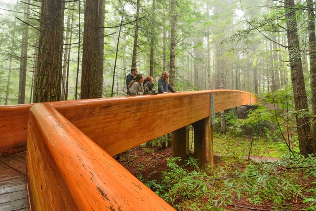 Three people stand on a walkway in the trees. It is foggy.