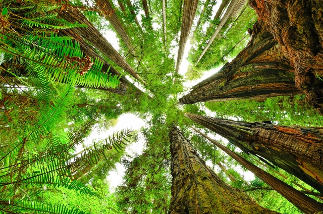 View from forest floor looking straight up. Ferns as seen close up and redwood trunks meet.