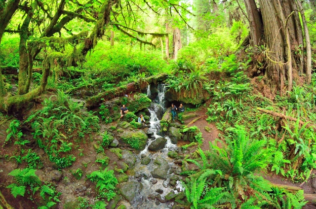 A small waterfall cascades past different trees