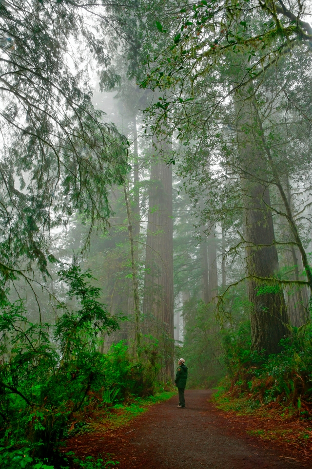 Fog surrounds tall redwoods on a trail. A park ranger stands in the distance.
