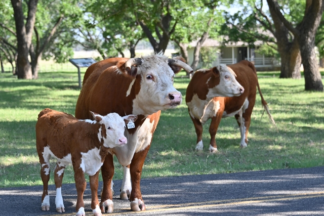 Two brown and white cows and calf stand in the shade of trees with a small white house in background
